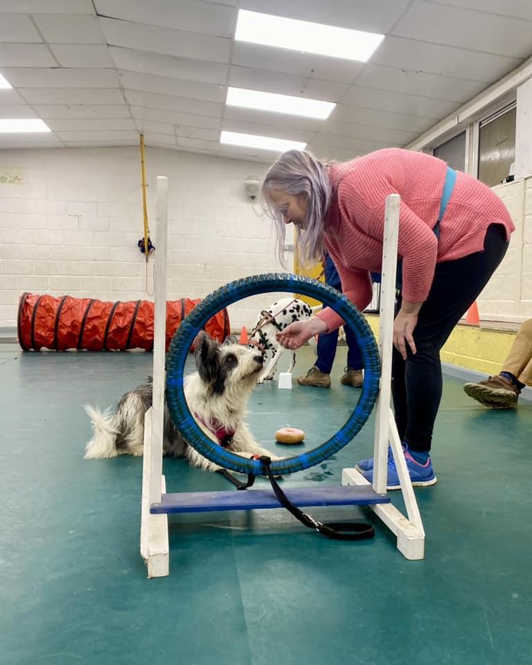 dog-training