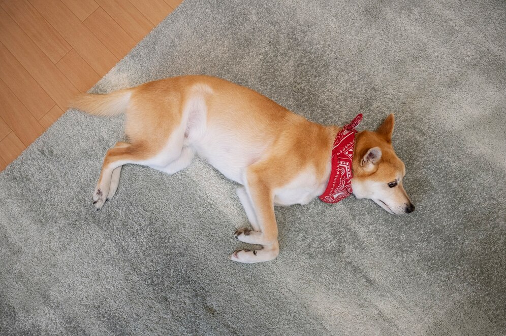 dog1