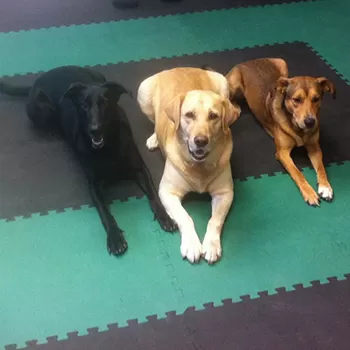 dog mats